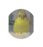 使える インコのスタンプ（個別スタンプ：1）