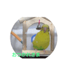 使える インコのスタンプ（個別スタンプ：2）