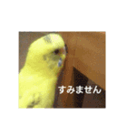 使える インコのスタンプ（個別スタンプ：3）
