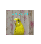 使える インコのスタンプ（個別スタンプ：4）