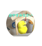 使える インコのスタンプ（個別スタンプ：5）