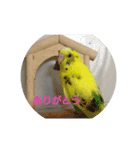 使える インコのスタンプ（個別スタンプ：6）