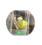 使える インコのスタンプ（個別スタンプ：7）