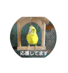 使える インコのスタンプ（個別スタンプ：8）