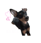 Miniature Pinscher 1（個別スタンプ：1）