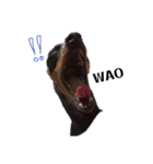 Miniature Pinscher 1（個別スタンプ：2）