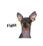 Miniature Pinscher 1（個別スタンプ：4）