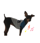 Miniature Pinscher 1（個別スタンプ：5）