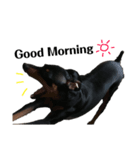 Miniature Pinscher 1（個別スタンプ：7）