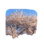 満開の桜ソメイヨシノ（個別スタンプ：5）