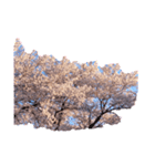 満開の桜ソメイヨシノ（個別スタンプ：8）