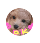 トイプードル のかわいいクイン（個別スタンプ：1）