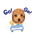 トイプードル のかわいいクイン（個別スタンプ：7）