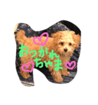 トイプードル のかわいいクイン（個別スタンプ：8）