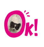 パピヨンのミクちゃん（個別スタンプ：1）