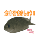 メジナ グレ ペットスタンプ（個別スタンプ：8）