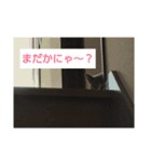 猫の福ちゃん(=^ェ^=)（個別スタンプ：2）