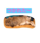ウサギのぎっく（個別スタンプ：1）