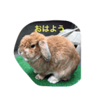 ウサギのぎっく（個別スタンプ：2）