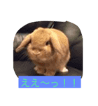 ウサギのぎっく（個別スタンプ：3）