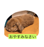 ウサギのぎっく（個別スタンプ：4）