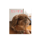 ウサギのぎっく（個別スタンプ：5）