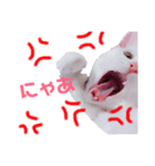 白猫はるの日常（個別スタンプ：2）