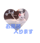 白猫はるの日常（個別スタンプ：6）