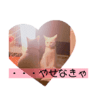 白猫はるの日常（個別スタンプ：8）