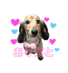ダックスもか（個別スタンプ：4）