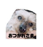 もるさんです（個別スタンプ：1）