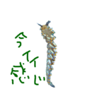 ウミウシ 言葉（個別スタンプ：5）