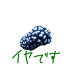 ウミウシ 言葉（個別スタンプ：11）