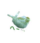 ウミウシ 言葉（個別スタンプ：13）