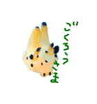 ウミウシ 言葉（個別スタンプ：16）