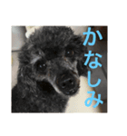 しょこぱぴ日和2（個別スタンプ：7）