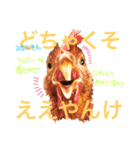 にわとりのTVとBD（個別スタンプ：1）