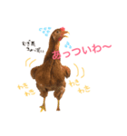 にわとりのTVとBD（個別スタンプ：2）