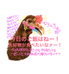 にわとりのTVとBD（個別スタンプ：5）