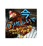 にわとりのTVとBD（個別スタンプ：6）