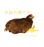 にわとりのTVとBD（個別スタンプ：8）