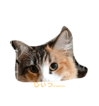 にゃんことカレー（個別スタンプ：8）
