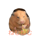 きんくまはむすたーのきなこ（個別スタンプ：2）