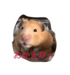 きんくまはむすたーのきなこ（個別スタンプ：3）