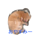きんくまはむすたーのきなこ（個別スタンプ：4）