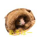 きんくまはむすたーのきなこ（個別スタンプ：5）