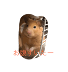 きんくまはむすたーのきなこ（個別スタンプ：6）