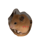 きんくまはむすたーのきなこ（個別スタンプ：8）