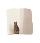 うちの3ニャン（レイラ／ランチ／ミルク）（個別スタンプ：6）