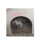 愛しのこむちゃん2（個別スタンプ：1）